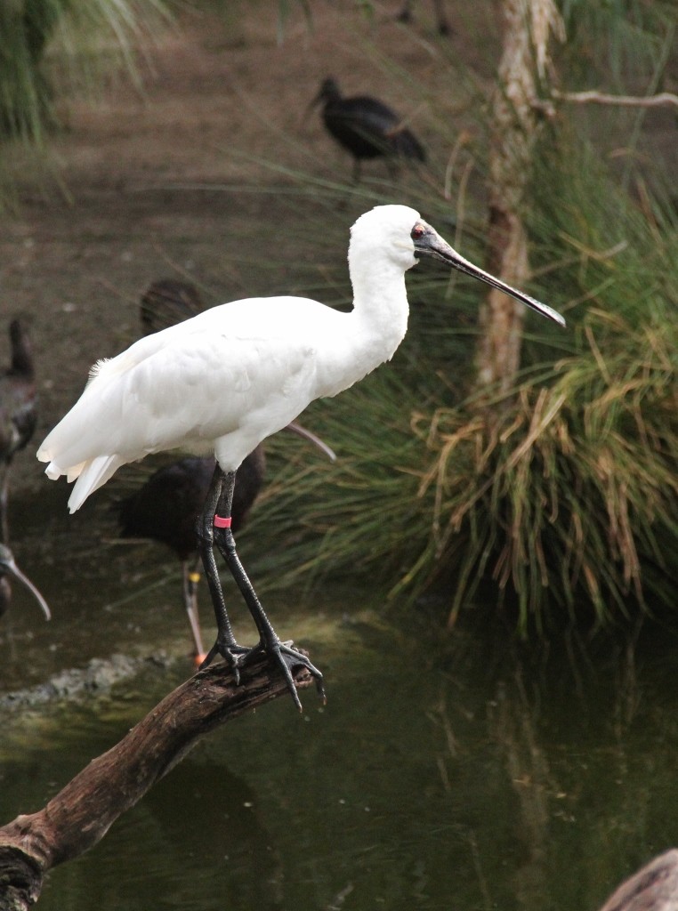 royal spoonbill 4