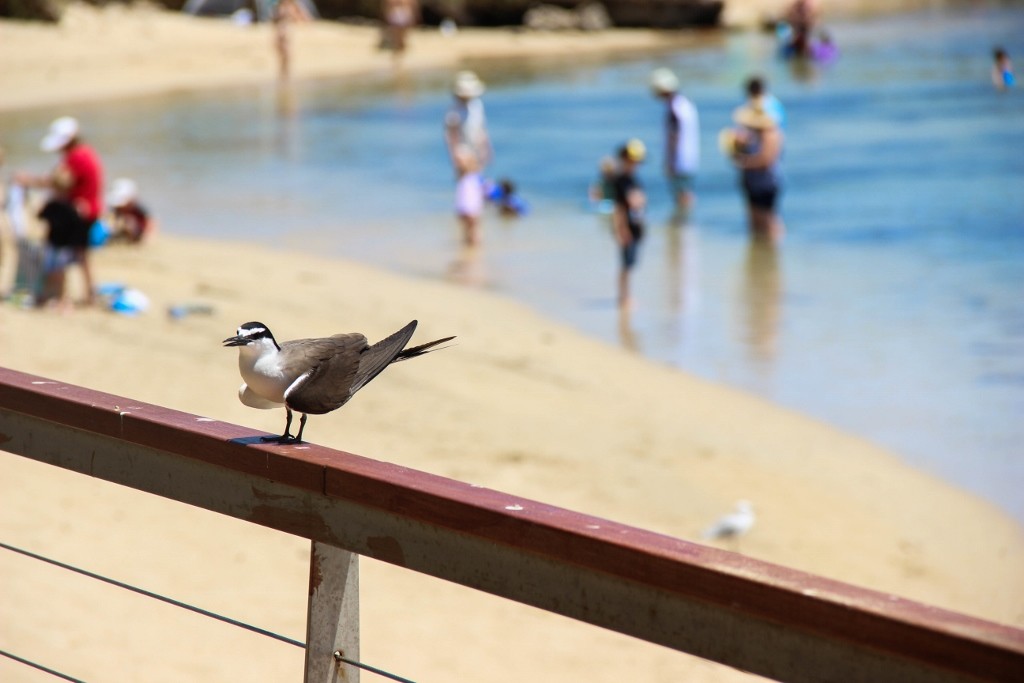 bridled tern a 11
