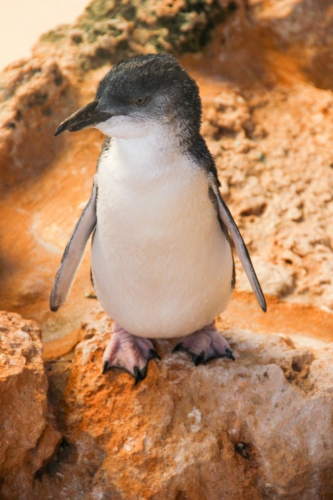 little penguin 2