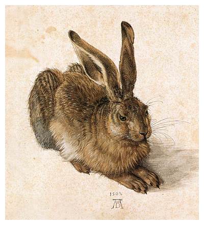 hare_durer