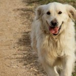 GoldenRetriever