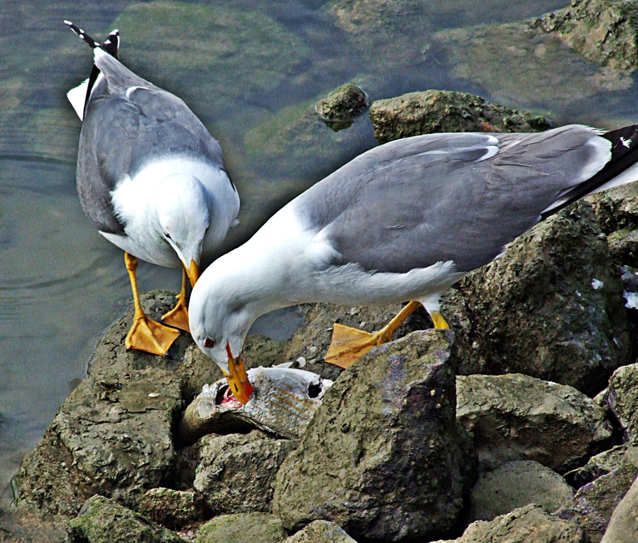 11133969_10200374409279369_2748536294533500580_o.j