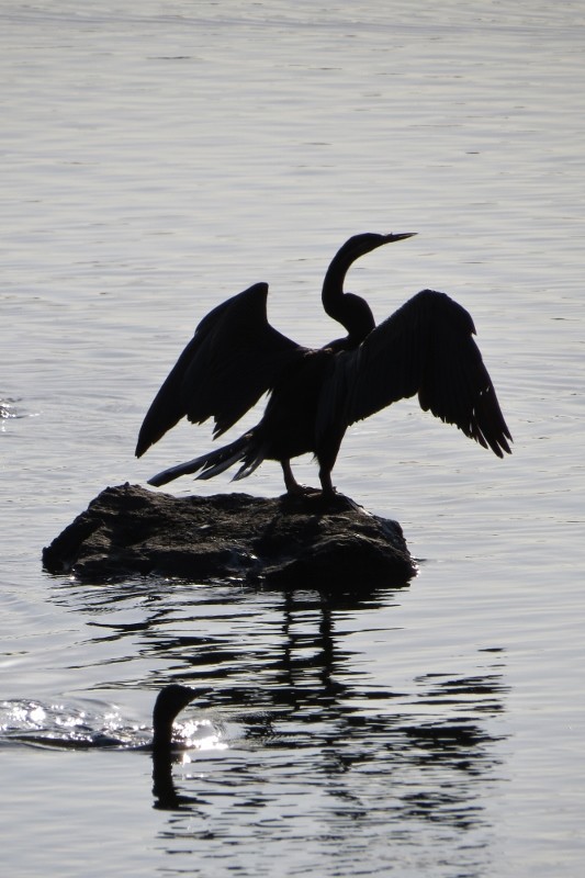 australian darter 3 (533x800)