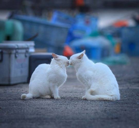 12193461_1006451639412590_2850969615626124599_n.jp