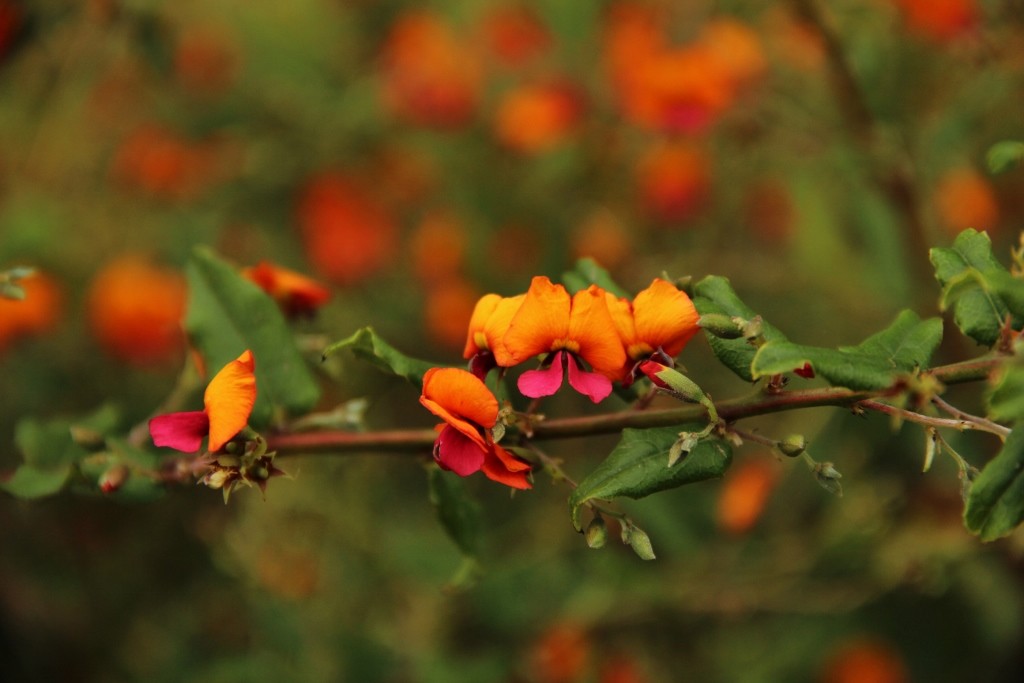 holly flame pea 1