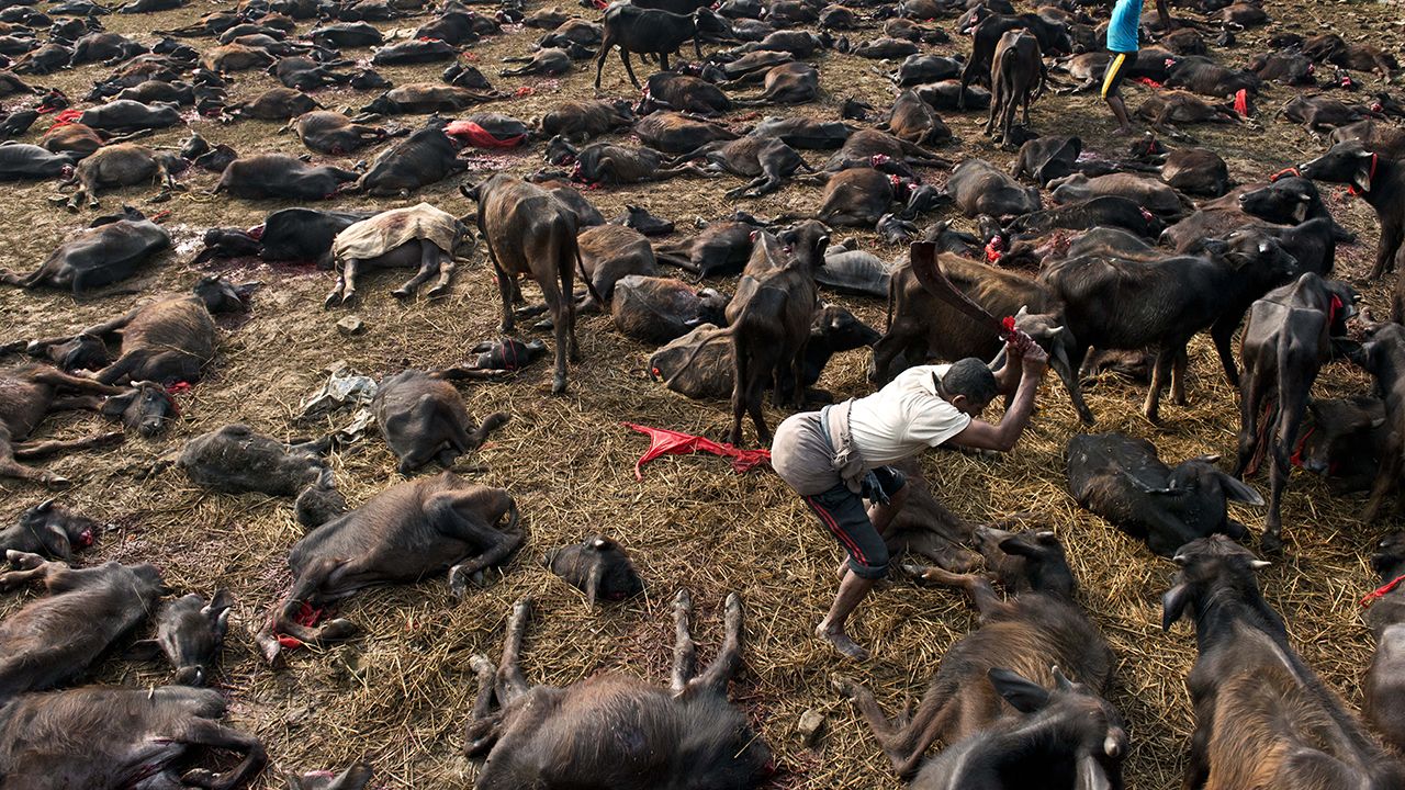 f_279369 Sacrifício de animais no Nepal.jpg