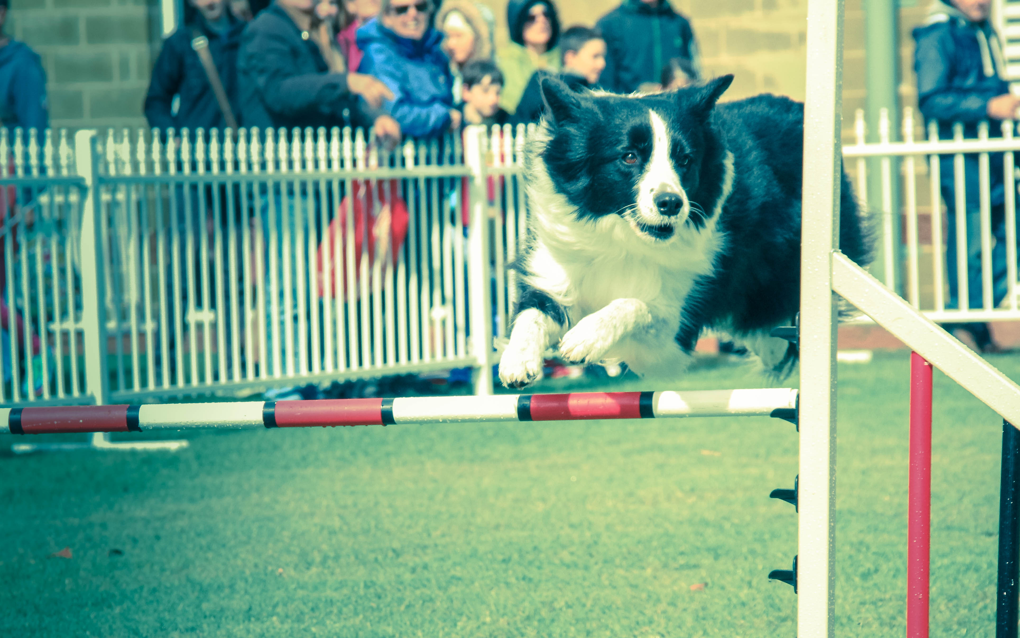 dogs perth royal show 4