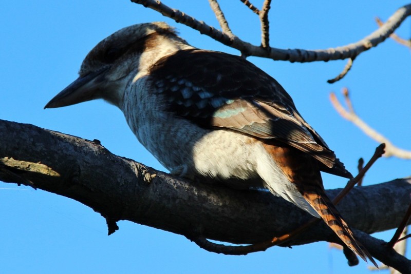 kookaburra 4