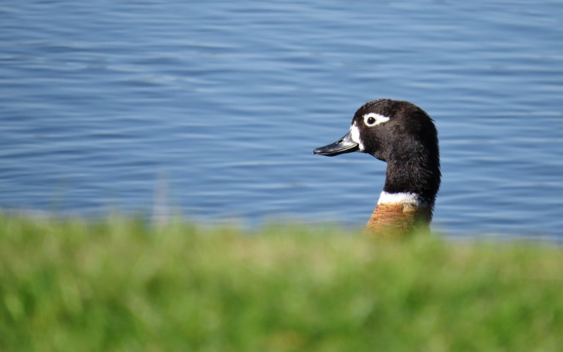 shelduck 1 (800x500)