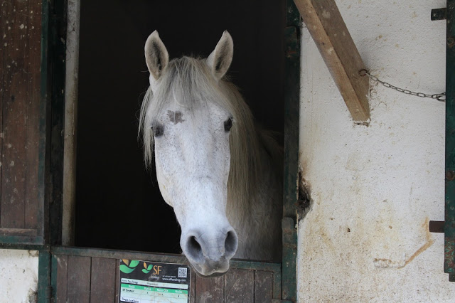Tapada Nacional de Mafra + Eventos + Save the date + acitvidades em família + mafra + natureza + floresta da Tapada + animais + cavalos + actividades equestres