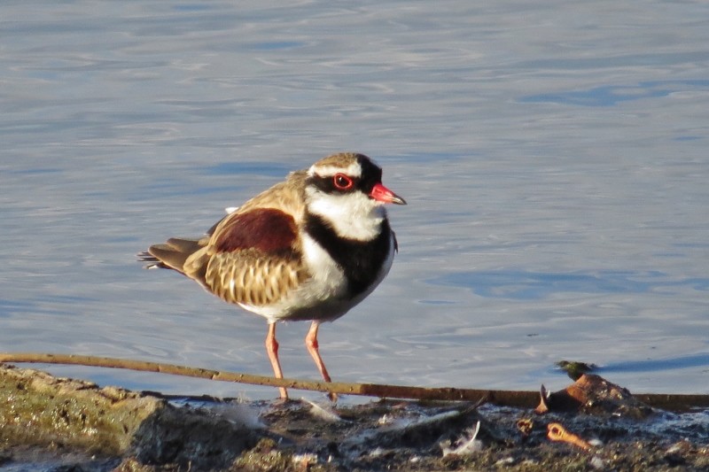 black-fronted dotterel 1 (800x533)