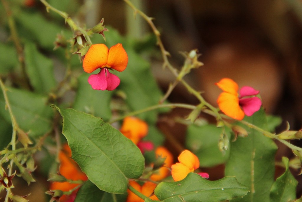 holly flame pea 3