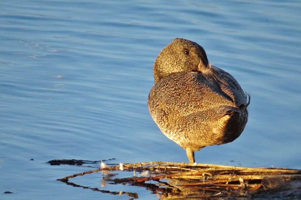 freckled duck 1