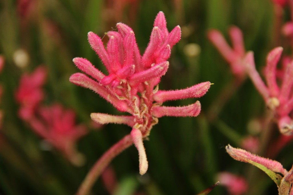 kangaroo paw 6