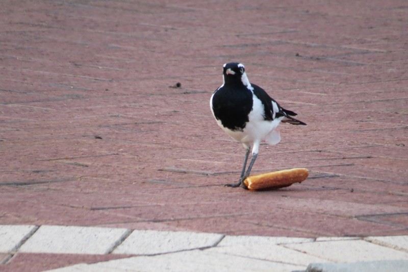 magpielark 8 (800x533)