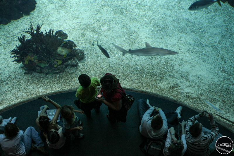 IMG_4571-1.jpg IMG_4571-1.jpg