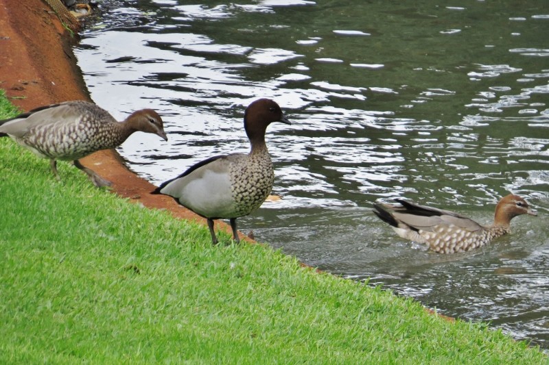 chenonetta jubata 6 (800x533)