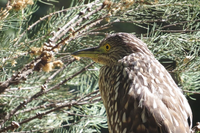 night heron a 12