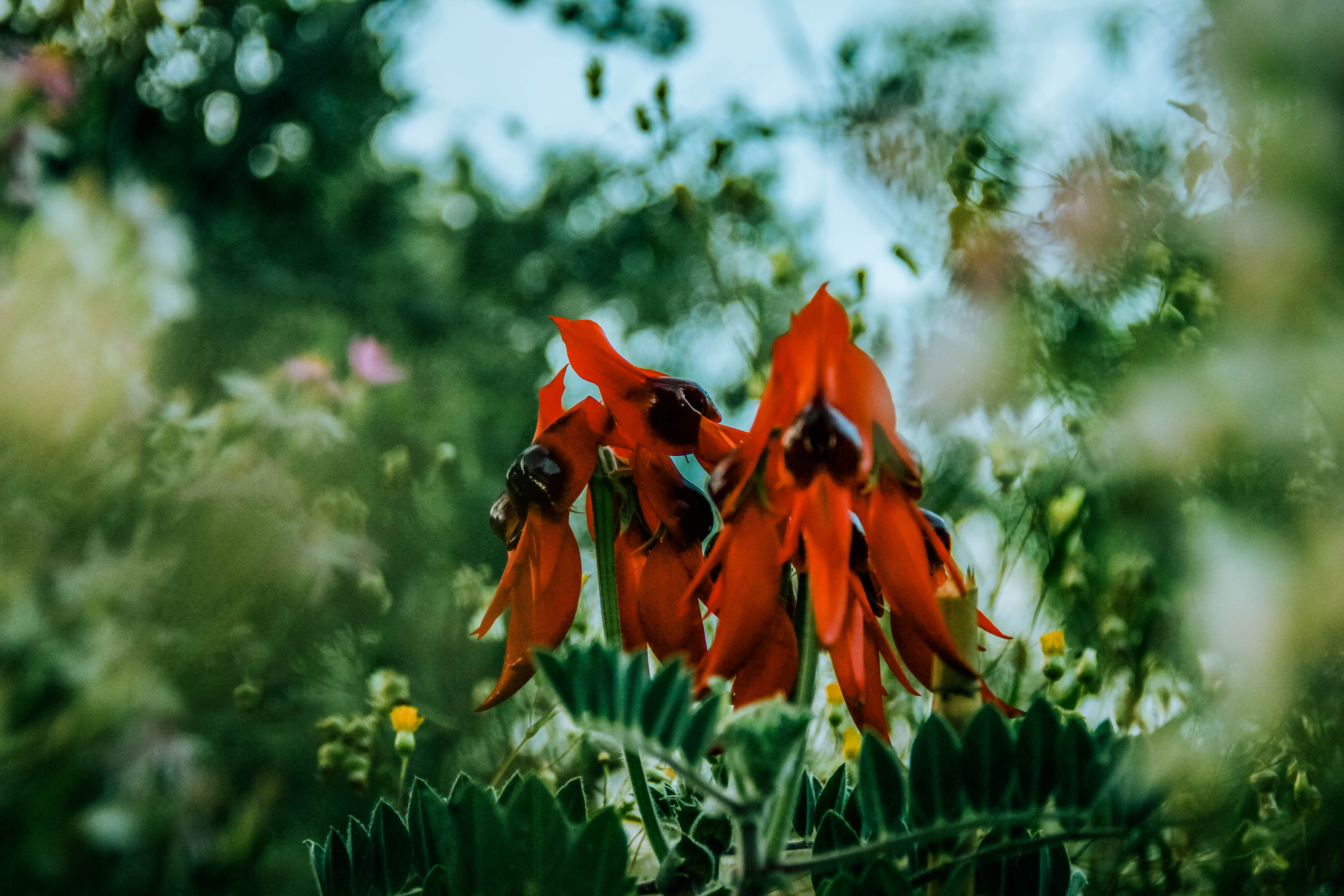 sturt's desert pea 6