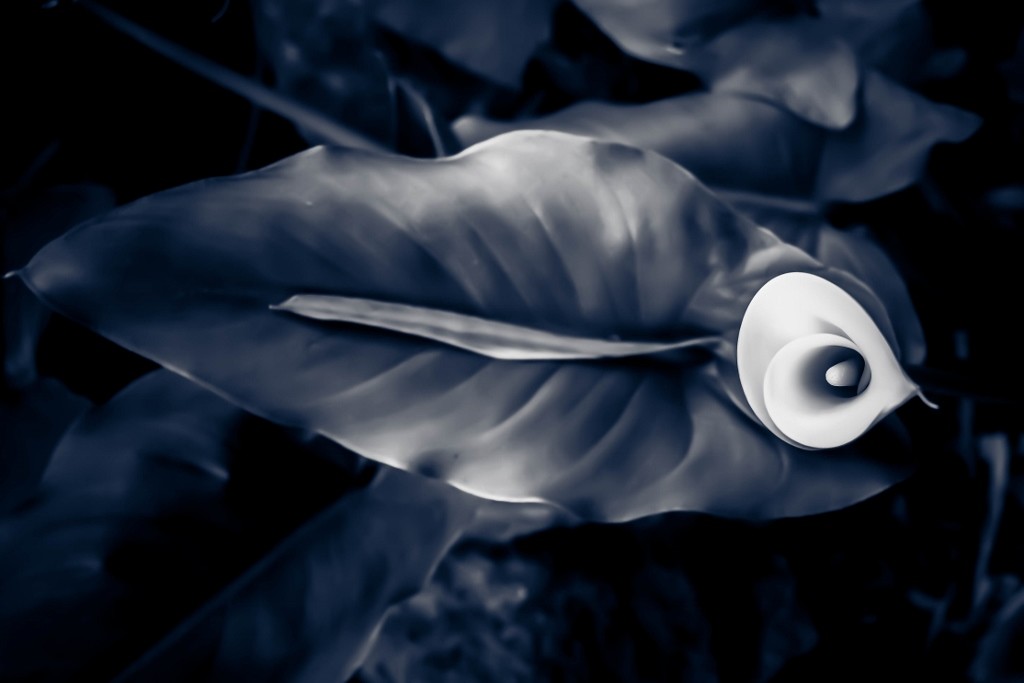 jarro jardim botanico 2