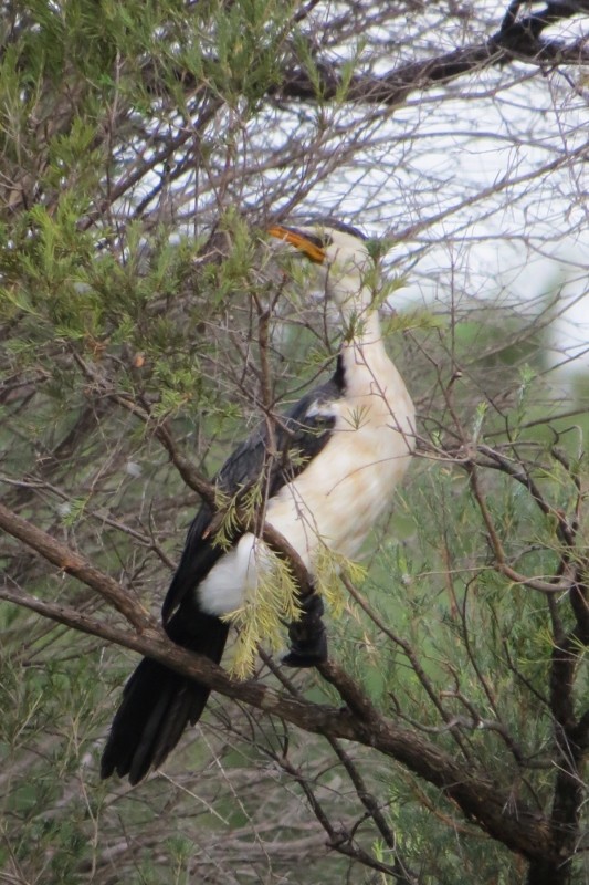 microcarbo melanoleucos 3 (533x800)