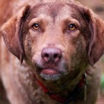ChesapeakeBayRetriever