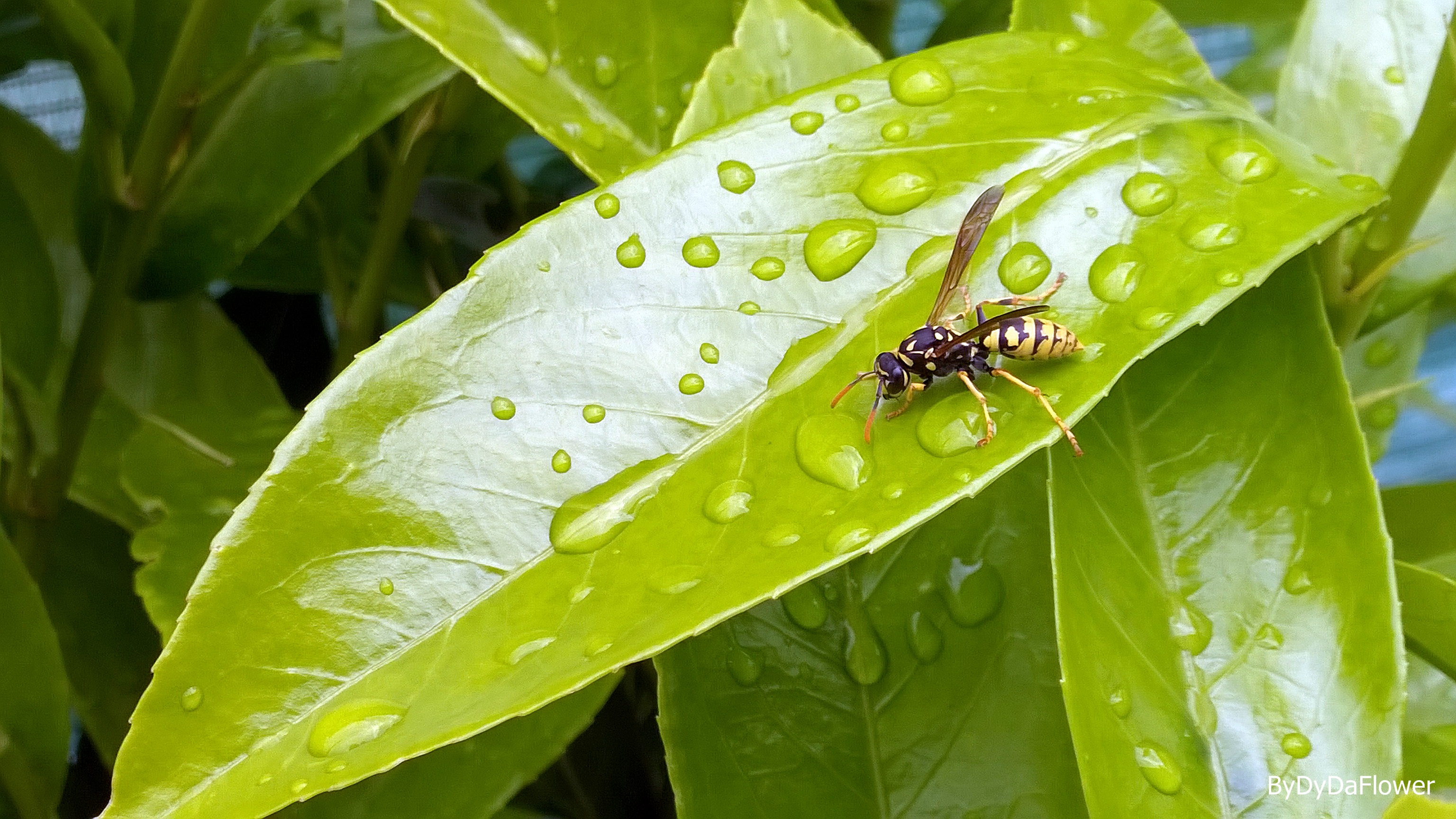 a abelha no banho.jpg