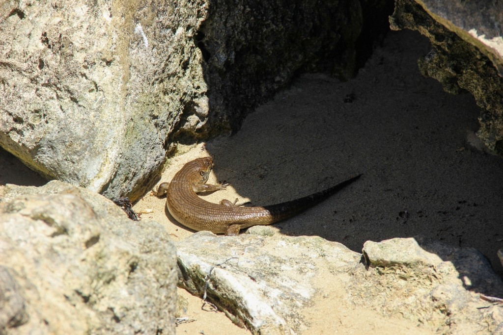 kings skink-4 (1024x683)