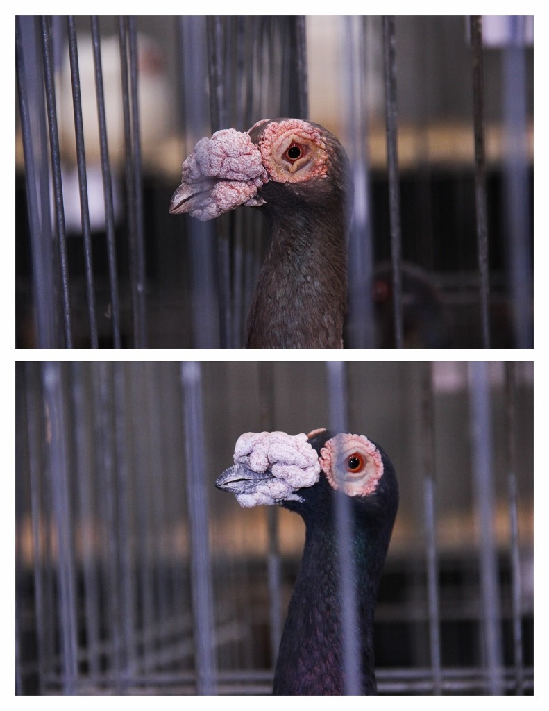 pidgeons perth royal show 3