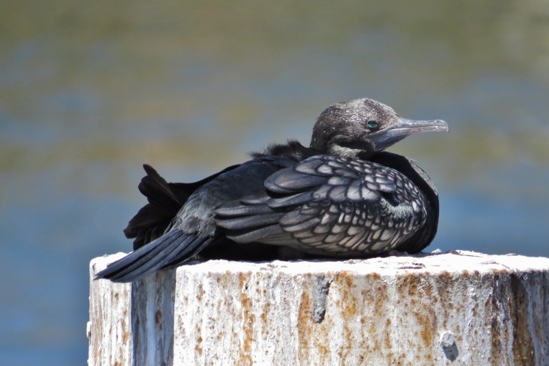 little black cormorant 1