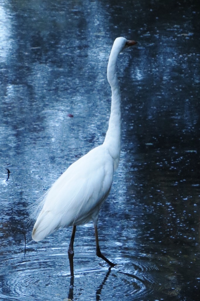 ardea alba 4