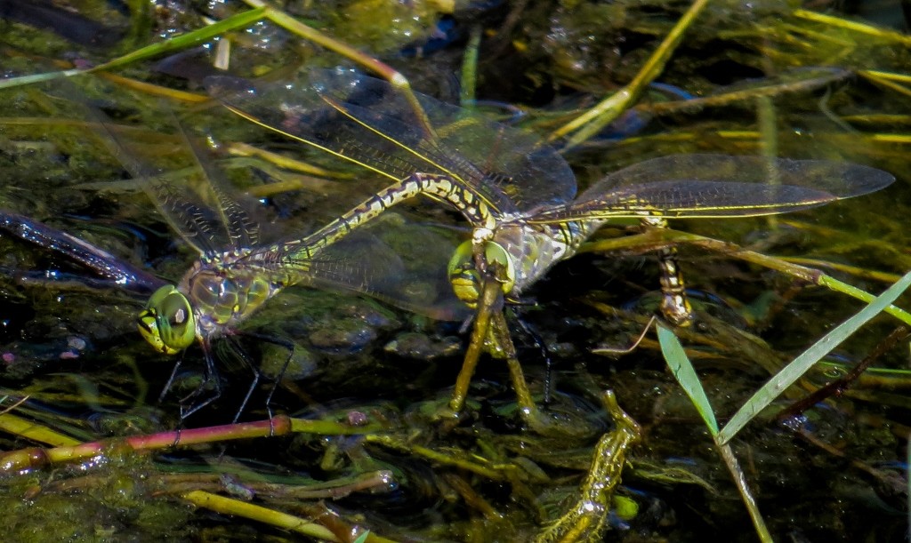 australian emperor 4 (1024x611)