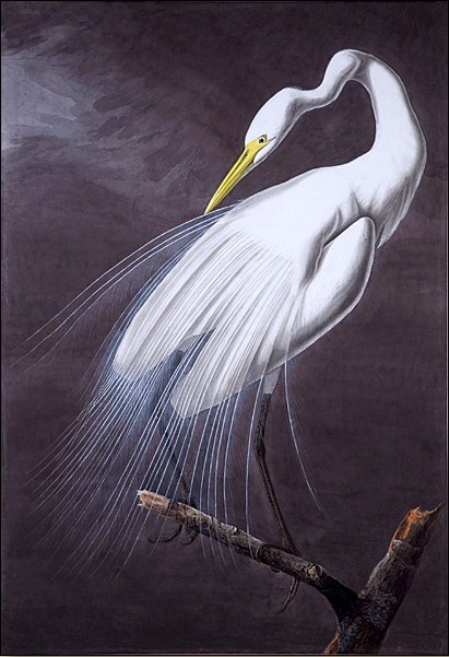 Great_Egret_Audubon