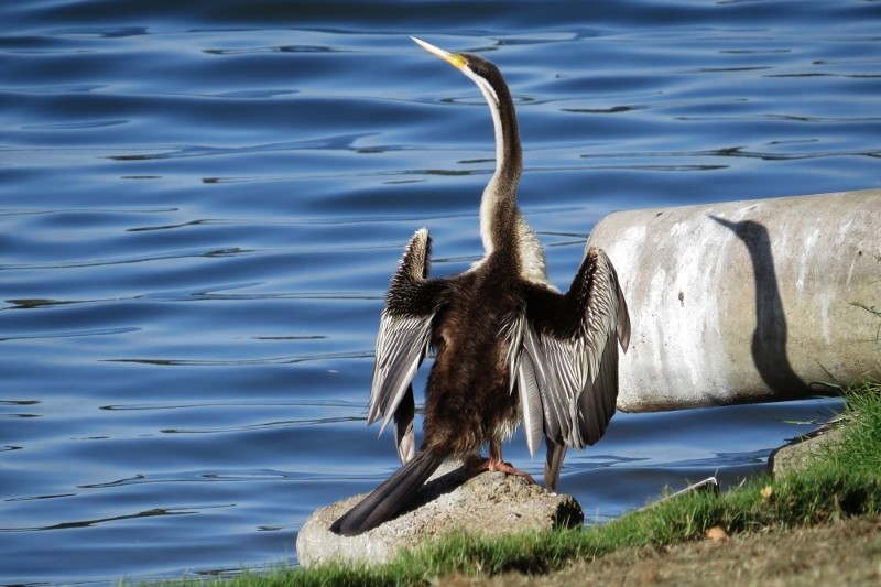 australian darter 2 (800x533)