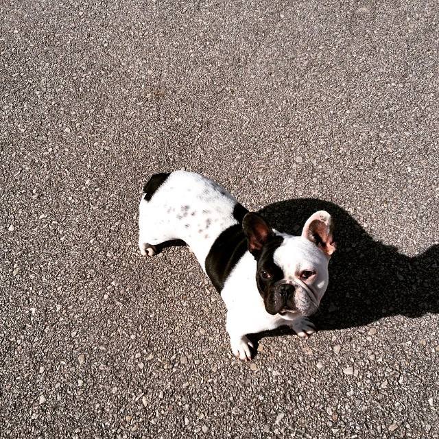 Tomé Março 2015.jpg