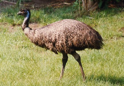 Emu bird (14-10-15)
