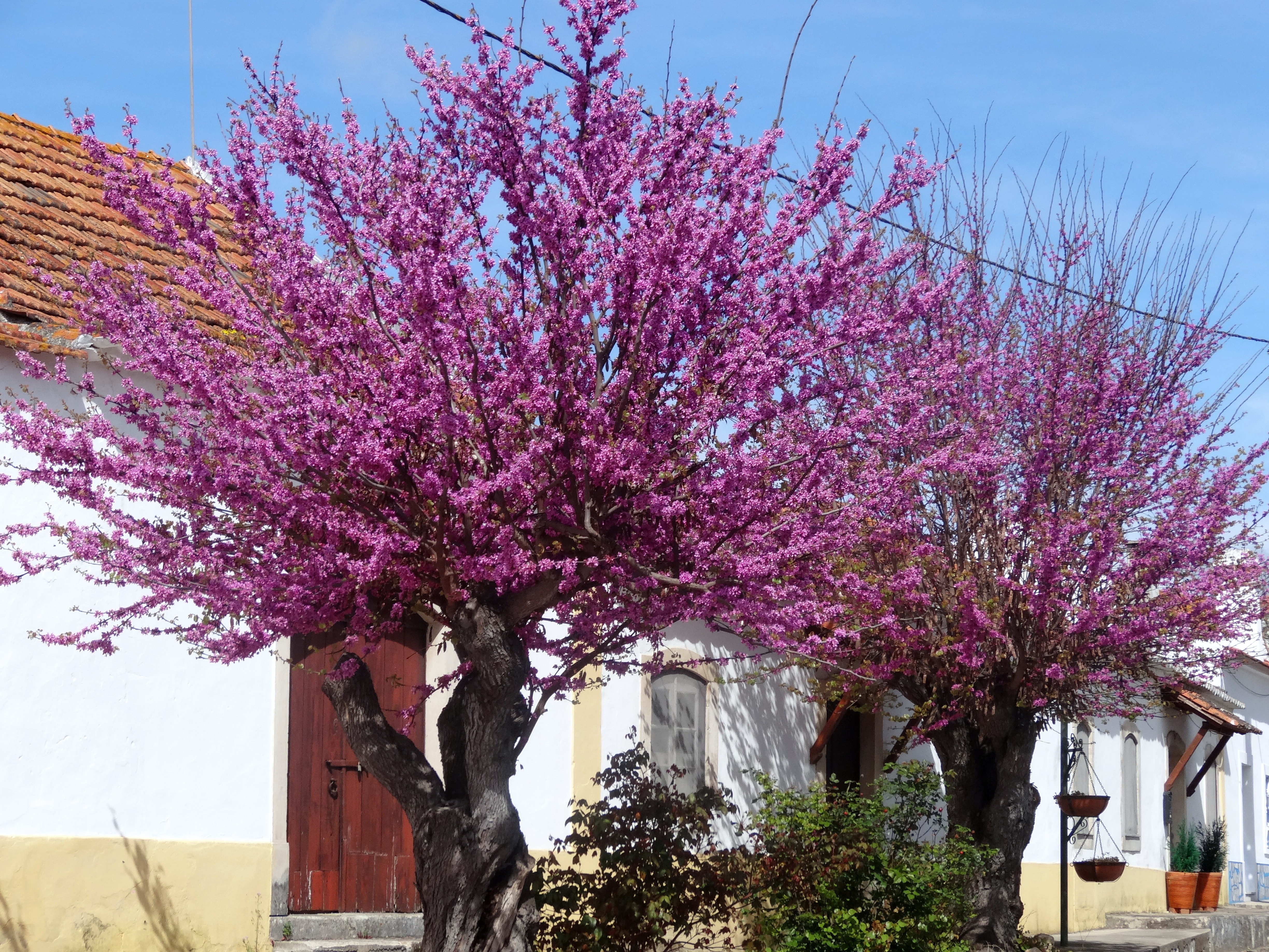 alfarrobeira brava.JPG