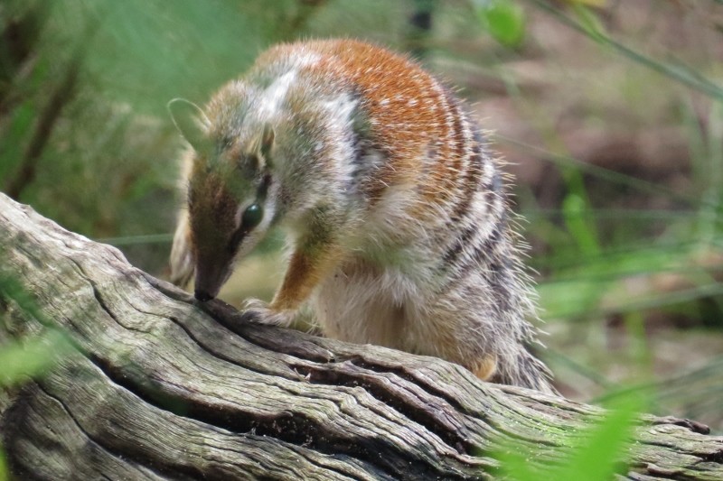 numbat 3