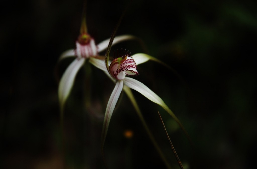 Orquídea-aranha-branca (