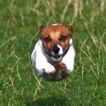 JackRussellTerrier