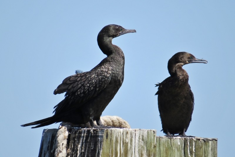 little black cormorant 7