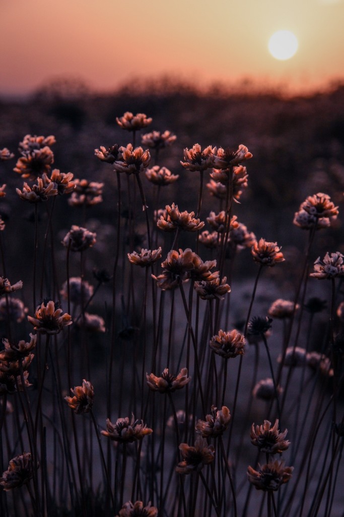 sunset praia falesia 2