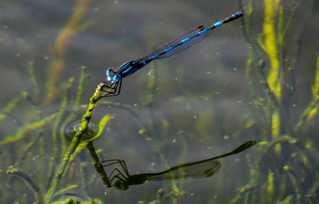 blue ringtail 7 (1024x655)
