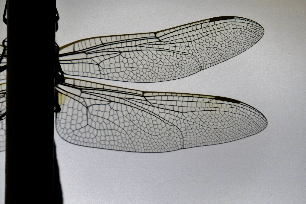 australian emperor 8 (1024x682)