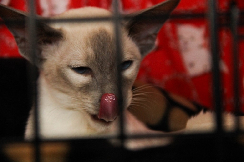 animals perth royal show a 13 (1024x683)