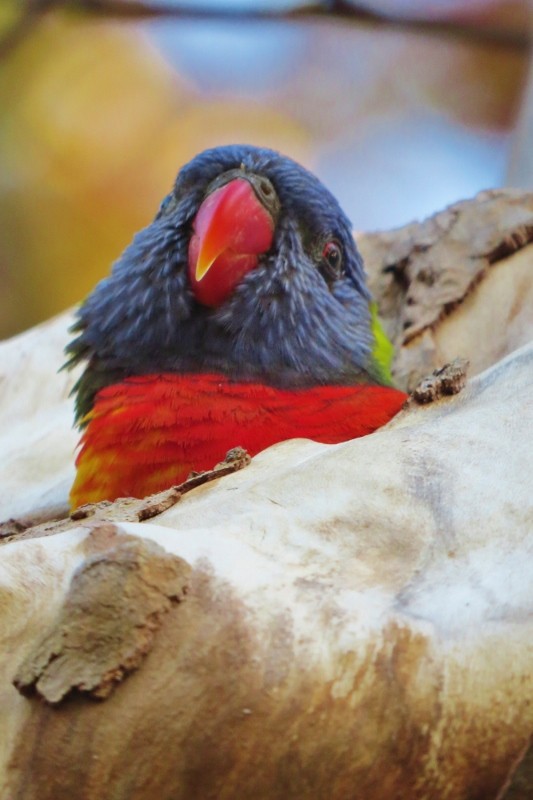 rainbow lorikeet 5