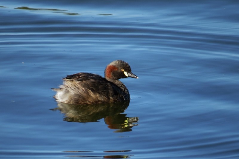 little grebe 1 (800x533)