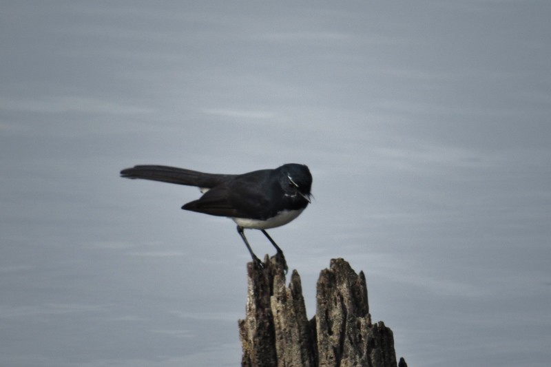 willie wagtail a 13