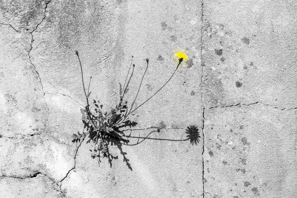 flor trafaria-1 (1024x683)