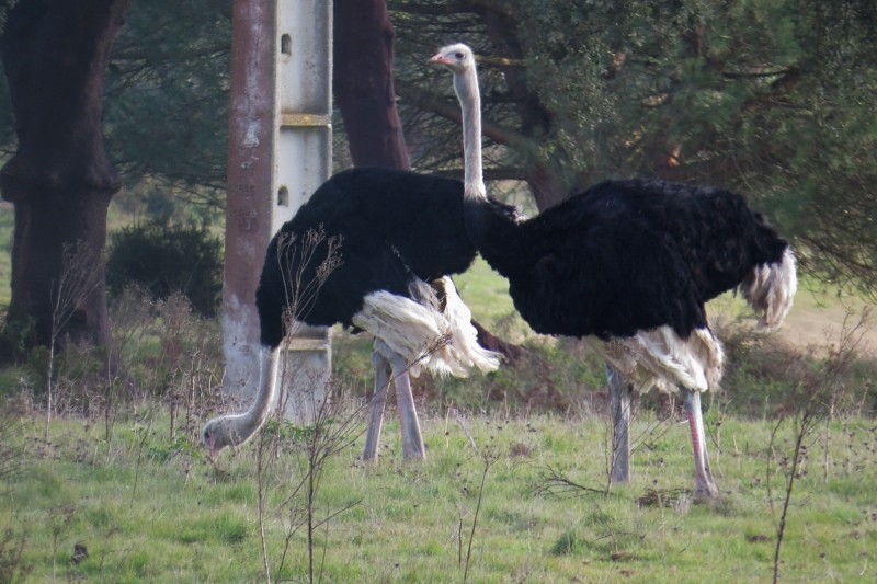 avestruz 4